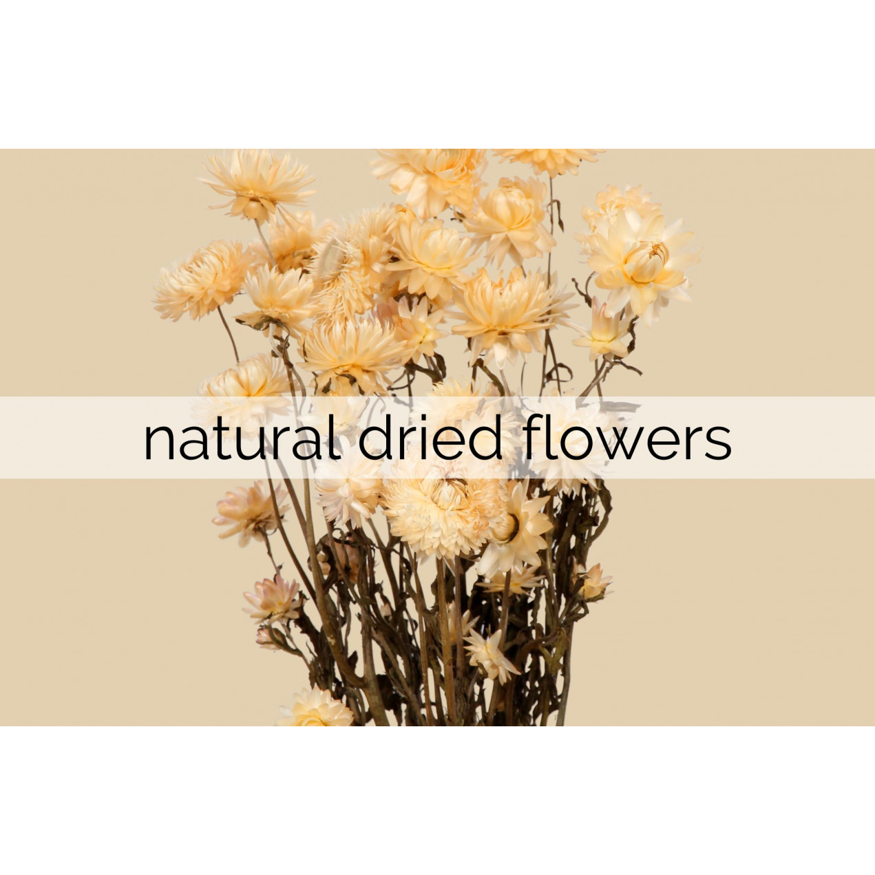 natural dried flowers