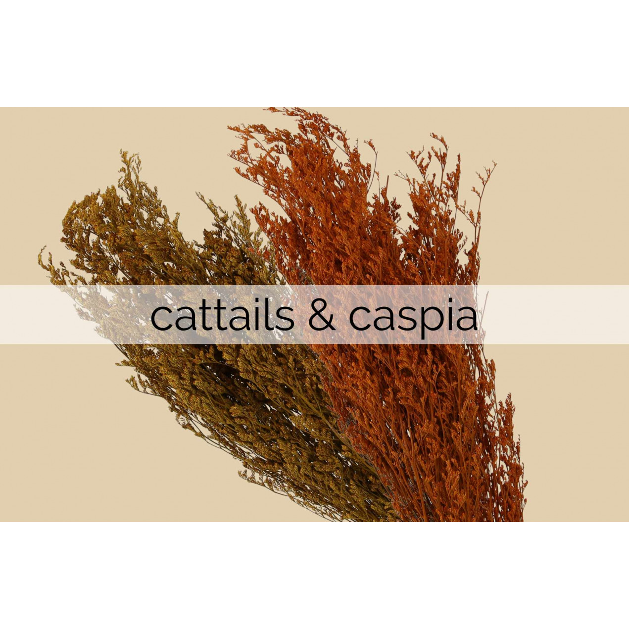 cattails & caspia