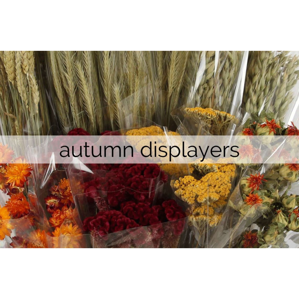 autumn displayers