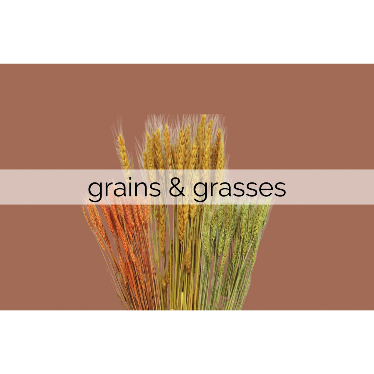 grains and grasses