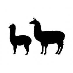 Alpaca & Llama