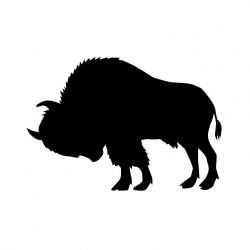Bison