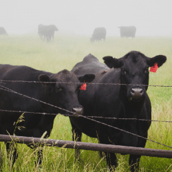 Cattle Supplies