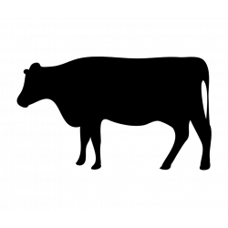 Cattle