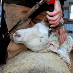 Shearing & Clipping