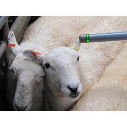 sheep tag readers