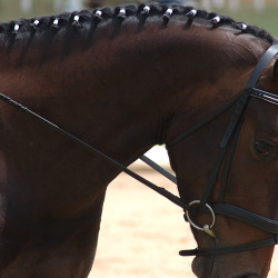 english_bridles_and halters