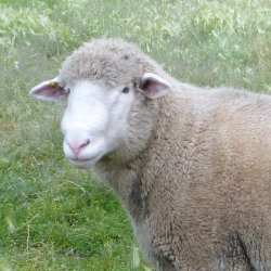 sheep_goat_llama_supplies