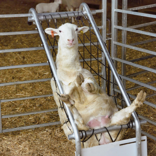 Sheep armchair best sale