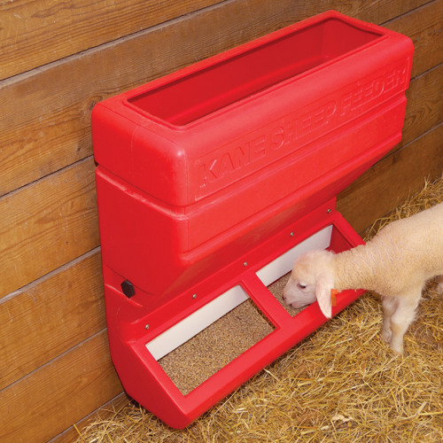 Automatic grain sales feeder for sheep