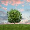 Sustainable Living