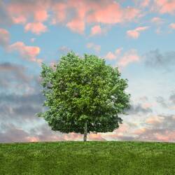 Sustainable Living