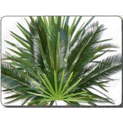 Palms - Decorative, Stripes, Buds, & Bay Leaf.