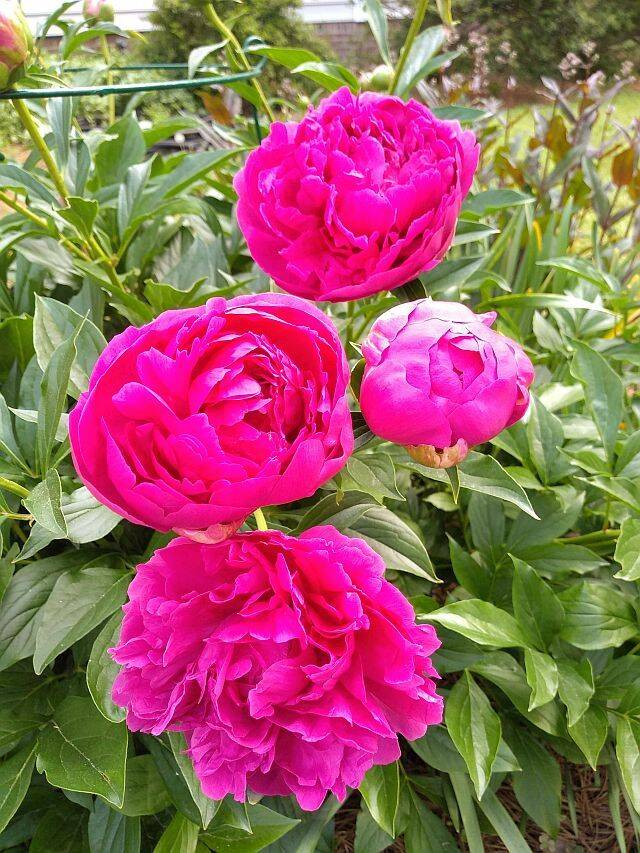 Peony Clump Felix Supreme Shipping Fall 2024 - Terra Ceia Farms