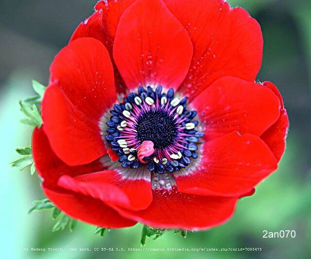 red anemone flower