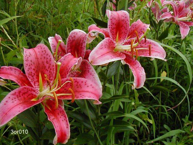 Stargazer Lily Bulbs | Oriental Lily Stargazer - Terra Ceia Farms