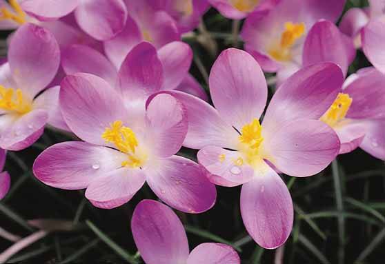 Crocus Ruby Giant | Giant Crocus Bulbs - Terra Ceia Farms