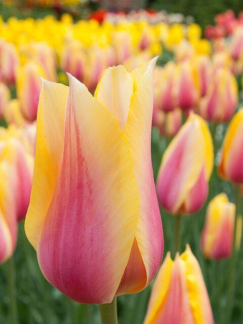 Blushing Beauty Tulip | Tall Tulip Bulbs - Terra Ceia Farms