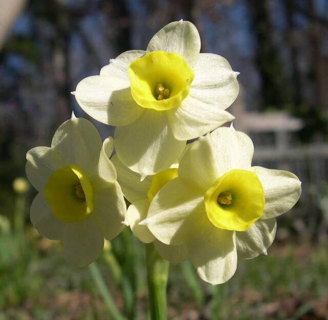 Daffodil Grand Soleil d'Or Bulbs, Wholesale Pricing