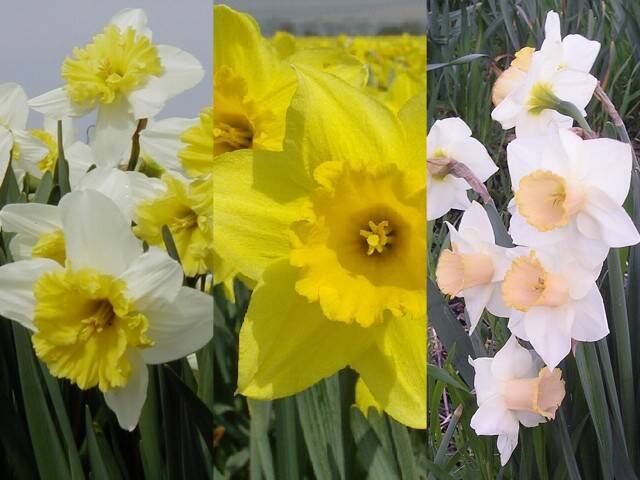 Gigantic Star Large Cupped Daffodil Bulbs, Narcissus