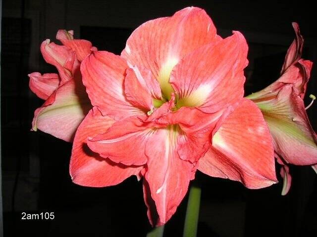 Amaryllis Lady Jane Shipping Fall 2024 - Terra Ceia Farms