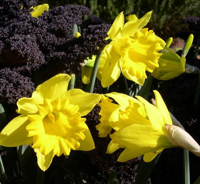 Yellow Trumpet Daffodil:Daffodil Bulbs