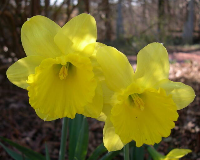 Gigantic Star Large Cupped Daffodil Bulbs, Narcissus