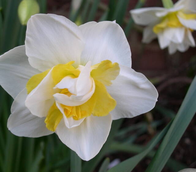 White Lion - Daffodil Bulbs (Double), Flower Bulbs