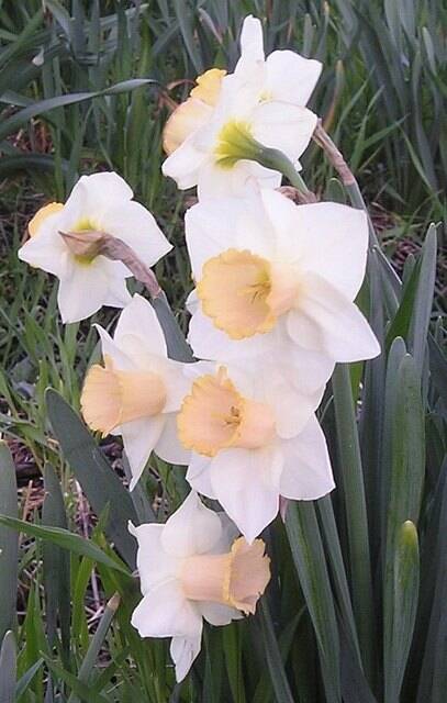 Gigantic Star Large Cupped Daffodil Bulbs, Narcissus