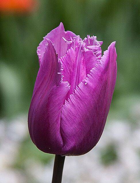 Blue Heron Tulip Bulbs | Fringed Tulips - Terra Ceia Farms