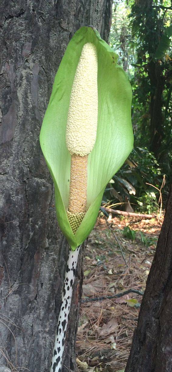 Amorphophallus Nepalensis Bulbs - Terra Ceia Farms