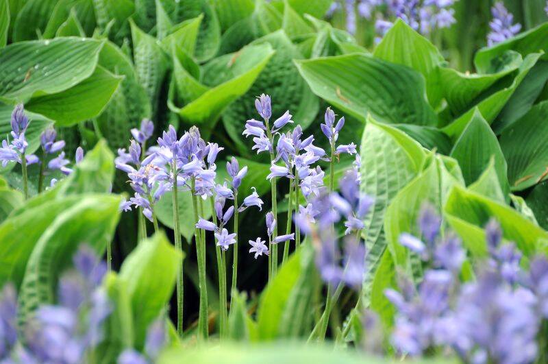 Hyacinthoides Non-Scripta | Blue Bell Bulbs - Terra Ceia Farms