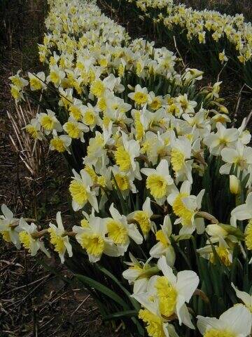 Daffodil Cornish Dawn, Always Wholesale Pricing