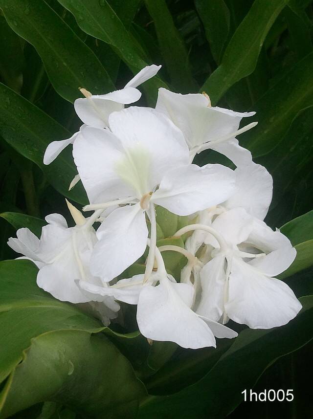 White Ginger Lily | Ginger Lilies for Sale - Terra Ceia Farms