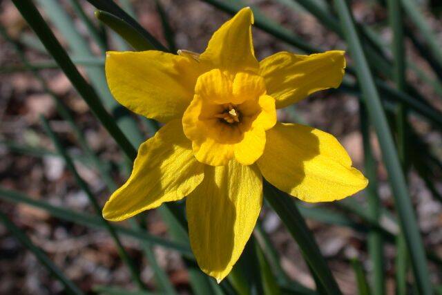 Trevithian Daffodil:Daffodil Bulbs