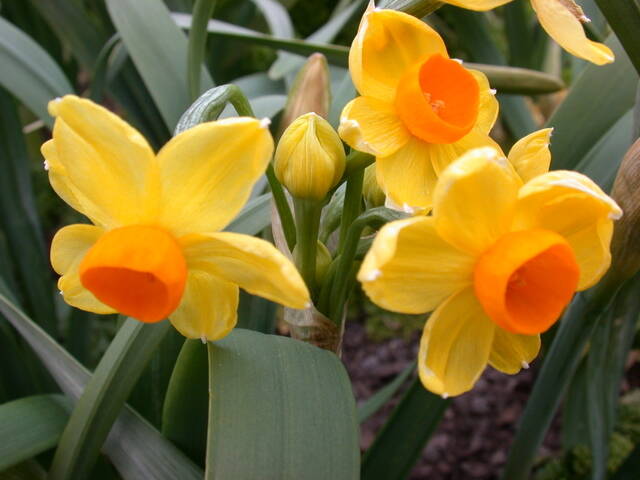 Daffodil Grand Soleil d'Or Bulbs, Wholesale Pricing