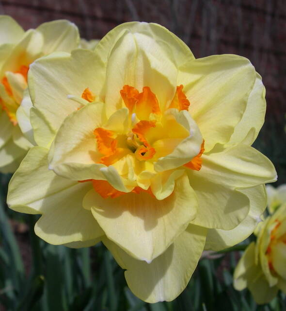 Double Daffodil Tahiti  K. van Bourgondien Wholesale Bulbs