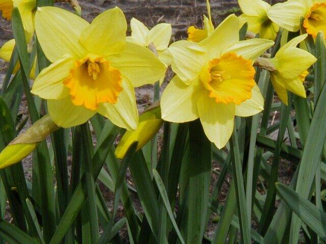 Narcissus Large Cupped 'Loveday' - Ruigrok Flowerbulbs