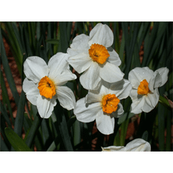 Daffodil Grand Soleil d'Or Bulbs, Wholesale Pricing