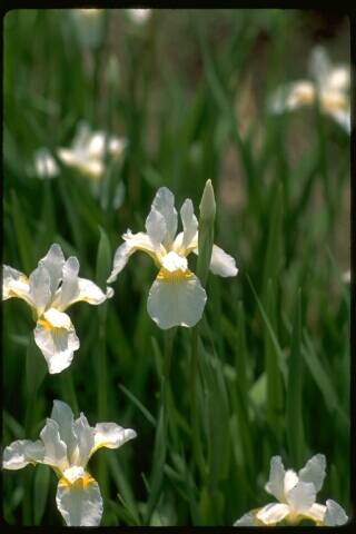 IRIS 'White Swirl' (sibirica) – Iris de Sibérie – Siberian Iris - Jardins  Michel Corbeil