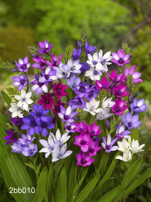 Babiana Bulbs | Spring Bulb Flowers - Terra Ceia Farms