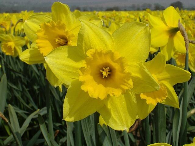 Narcissus Large Cupped 'Loveday' - Ruigrok Flowerbulbs