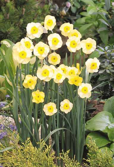 Trevithian Daffodil:Daffodil Bulbs