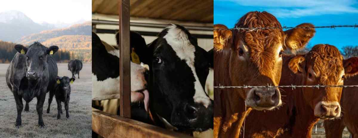 CCWG Livestock Supplies - Lethbridge photo 2